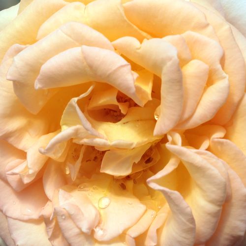 Szkółka róż - Rosa  Scented Memory™ - żółty  - róża wielkokwiatowa - Hybrid Tea - róża z dyskretnym zapachem - L. Pernille Olesen,  Mogens Nyegaard Olesen - Odmiana o eleganckim kolorze brzoskwiniowym, aromatycznych, dużych kwiatach nadająca się do cięcia